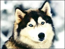Définition de husky :  Chien à fourrure beige et noire, aux yeux bleus.  