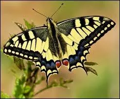 Dfinition de machaon :  Grand papillon aux ailes jaune vif rayes de noir, appel aussi grand porte-queue.  
