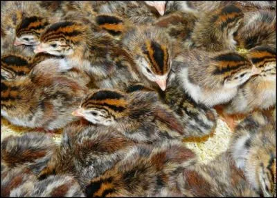 Combien de temps dure la couvaison des oeufs de pintade avant de donner naissance aux pintadeaux ?