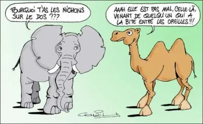 Un lphant du dsert de Namibie peut rencontrer un chameau !