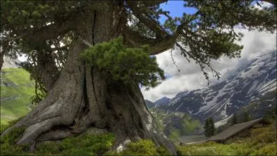 Quel ge peut atteindre un arbre ?