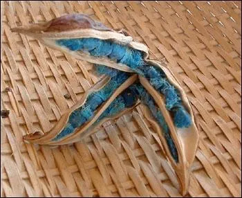 C'est une plante herbacée aux larges feuilles en éventail qui donne ce fruit étrangement coloré.