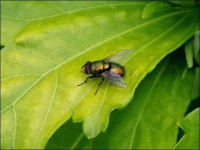 - autour duquel voleront et (... ) des essaims de mouches (... ).