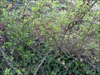 Alors seulement tous les oiseaux des bois auront retrouv leur canton, peupleront les (... ) de leurs chants :