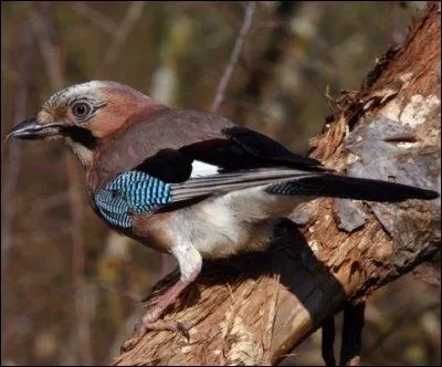 - jacassement des (... ) aux (... ), appel obstin de coucou, qui sonne aux lointains bleus des (... ),