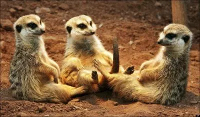 Le suricate est de la mme famille que la mangouste !