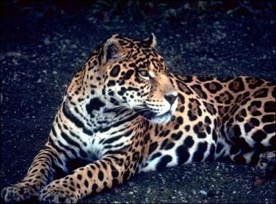 On ne peut observer le jaguar qu'en Amrique du Sud !