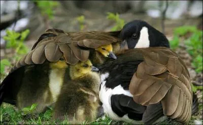 De toute vidence, cette maman corneille protge trs bien ses petits !