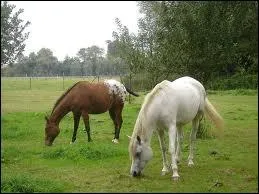 Le cheval est-il carnivore ou herbivore ?