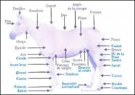 Comment s'appelle le nez du cheval ?