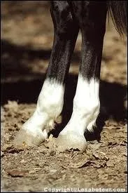 Quand les pattes du cheval sont de deux couleurs ce sont des...