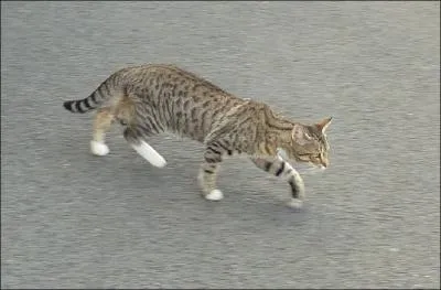 Les chats ont combien d'os ?