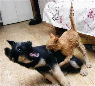 Les chats dtestent toujours les chiens :