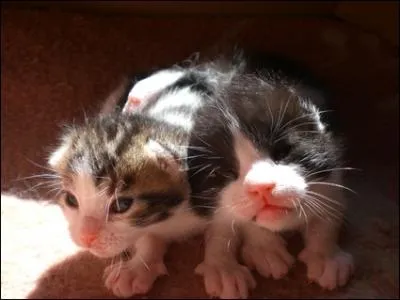 Les chats ont combien de petits ?