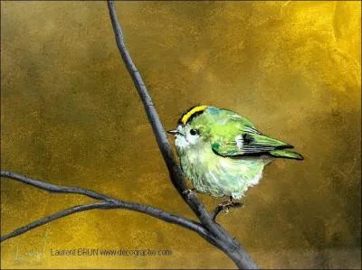 Il danse, il danse en rond avec les msanges. Il sduit sa femelle grce aux couleurs vives des plumes de sa tte et il lui chante : ssissississississi...