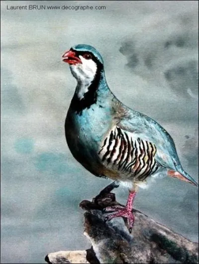 Son cri d'alerte rapide et rpt, est aussi grinant  chitti-ti-tok... chitti-ti-tok...   ou  chuk... chuk... chuk... pairchuk ... pairchuk pairchuk... chukara chukara .