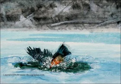 Il apparat soudainement, il plonge, rapparat et repart aussitt. Une longue journe de pche s'annonce.