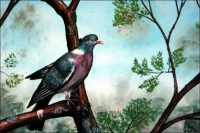 Elle est coquette et orne son cou d'un collier blanc non ferm virant au pourpre et au vert sombre brillant. Quand elle se chausse de rouge sombre ou pourpre profond, elle est passe  l'ge adulte.