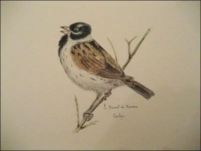 Son bec est puissant, particulirement adapt pour dcortiquer les graines. Il chante nergiquement et sait bien narguer le photographe en changeant de roseau !