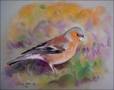 On oublie trop souvent de le regarder de prs. Est-ce parce qu'on le voit souvent ? Les couleurs de ses plumes sont remarquables.