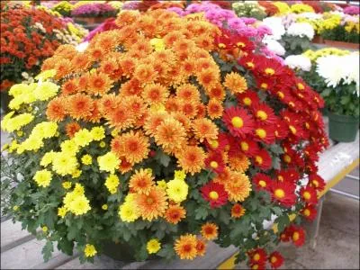 Quel jour clbre-t-on la Toussaint ?