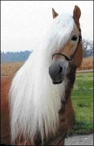 Quelle tait la taille du premier Haflinger ?