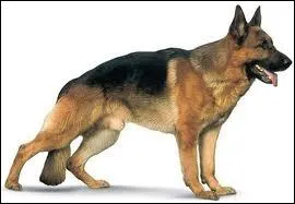 Combien y a-t-il de races de chiens dans le monde ?