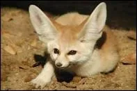 Quelle est la particularit du fennec ?