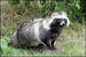 Quel est cet animal ?