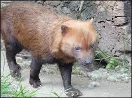 Quel est le nom latin du renard des buissons ?