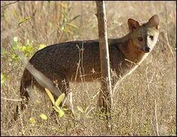Quel habitat occupe le plus souvent le renard des savanes ?