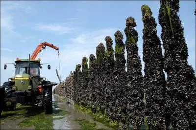 Comment appelle-t-on l'levage de moules ?