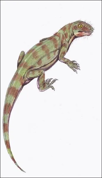 Ce petit animal reptilien aurait srement t adopt par Gale, l'ami de Katniss !