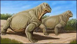 Quel est le nom de ce minuscule herbivore du Permien ? Son nom signifie ''Face de veau''...