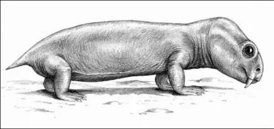 Ce petit dicynodonte est parmi les plus anciens membres de sa famille, peut-tre mme avant le Diictodon.