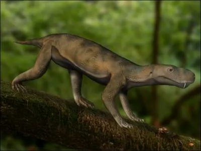 Ce petit carnivore du Permien est trs connu. Quelle est son appellation scientifique ?