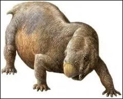 Comment s'appelle cet animal dont le nom signifie ''Deux dents de chien'' ?