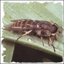 Quelle mouche terrorise le btail dans le monde entier ?