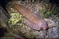 Quel est le nom du mille pattes gant (2 mtres) qui vivait au carbonifre ?