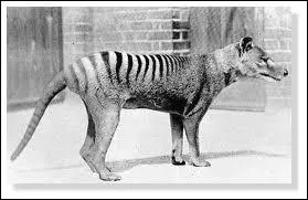 Quelle est la cause de la disparition du loup de Tasmanie dans les annes 30 ?