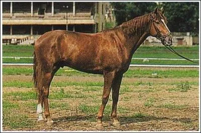 Quelle est la race de ce cheval rare ?
