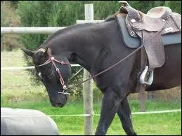 Quelle est cette sorte de selle ?