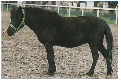 Quelle est la race de ce cheval rare ?