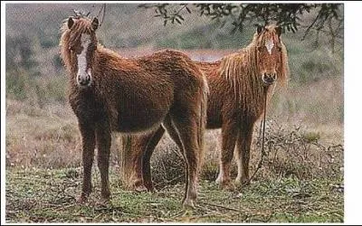 Quelle est la race de ce cheval rare ?