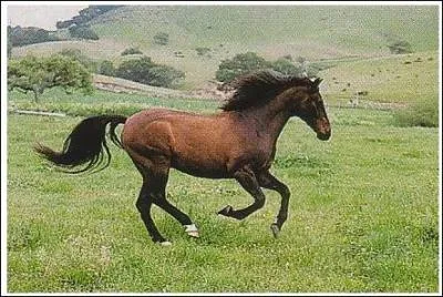 Quelle est la race de ce cheval rare ?