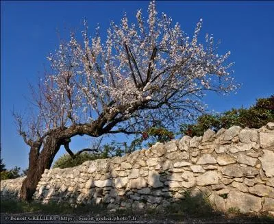 - et la masse immense des fleurs, (... ) par les vents du printemps,