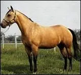 Quelle est la race de ce cheval ?