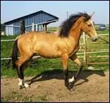 Quelle est la robe de ce cheval ?