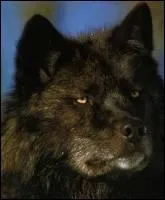 En 1981, sort   ___________   de John Landis. Un certain Michael Jackson fera appel  ce mme ralisateur pour le tournage de son clip  Thriller  en 1983.