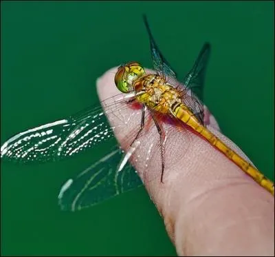 A l'origine de l'expression   mettre  l'index  , que signifiait le terme latin index ?